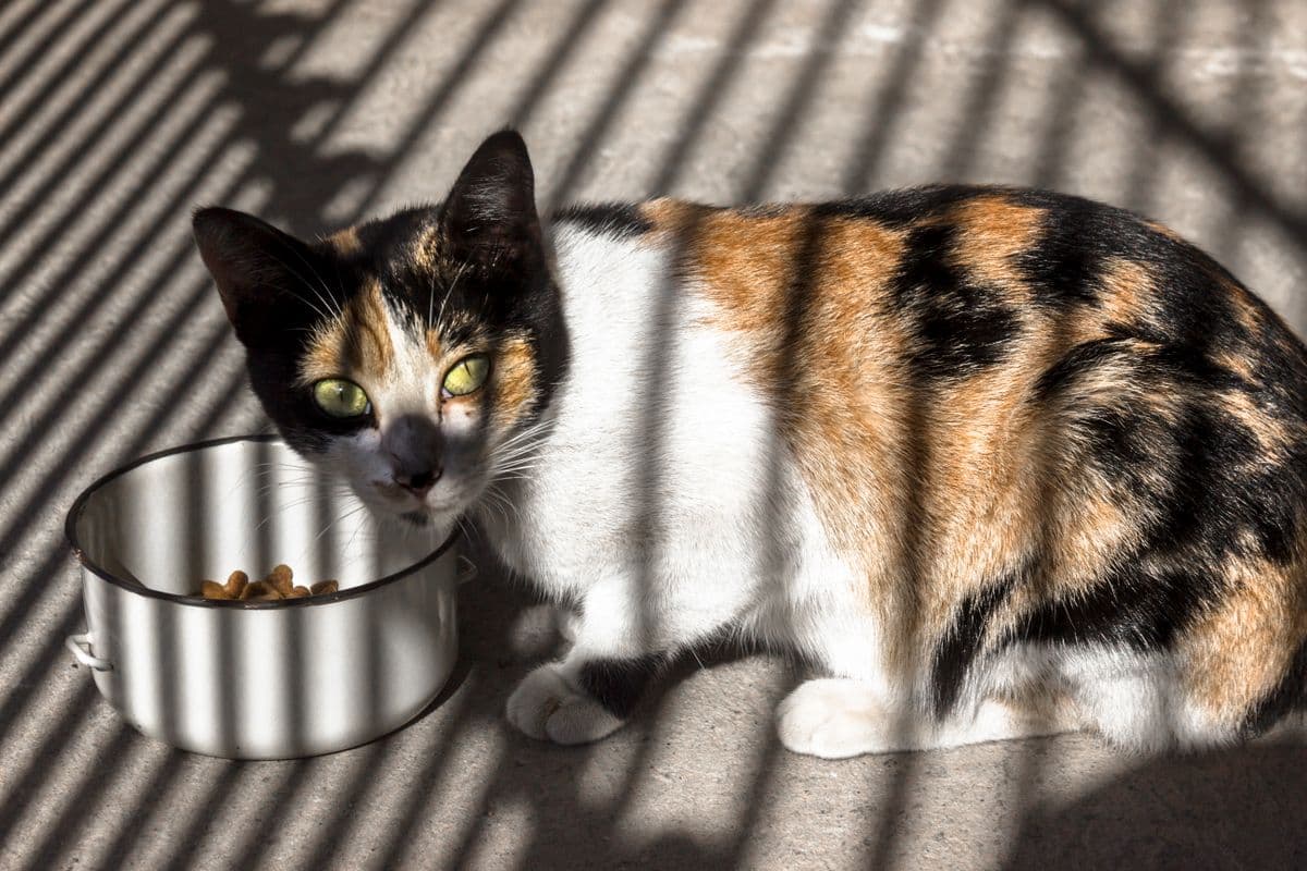 Katze frisst aus einer Schale im Sonnenlicht