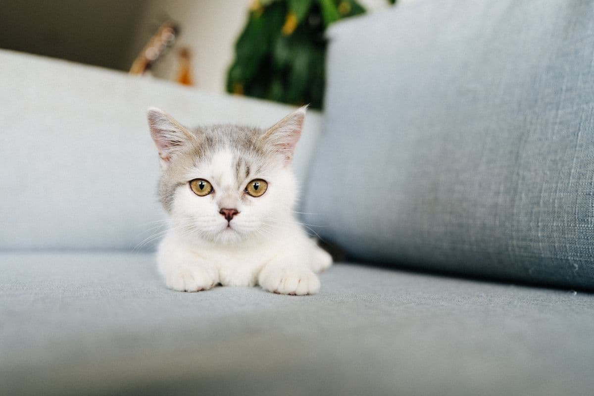 Ein kleines getigertes Kitten sitzt entspannt auf einem Sofa