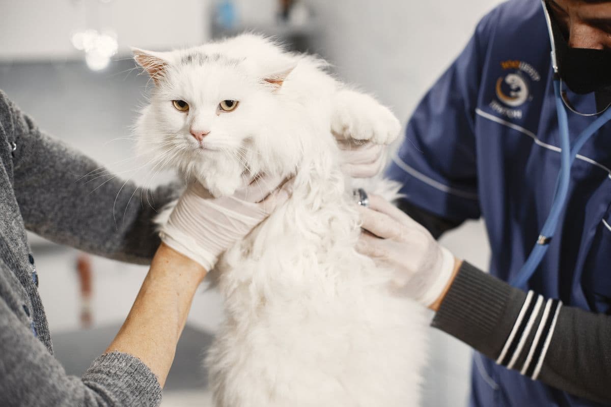 Tierärztin behandelt eine weiße Katze ruhig im Behandlungsraum