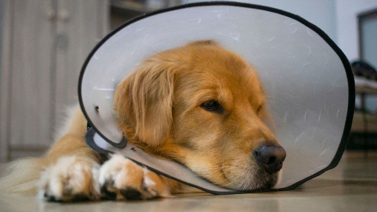 Ein Golden Retriever mit Schutzkragen liegt entspannt auf dem Boden