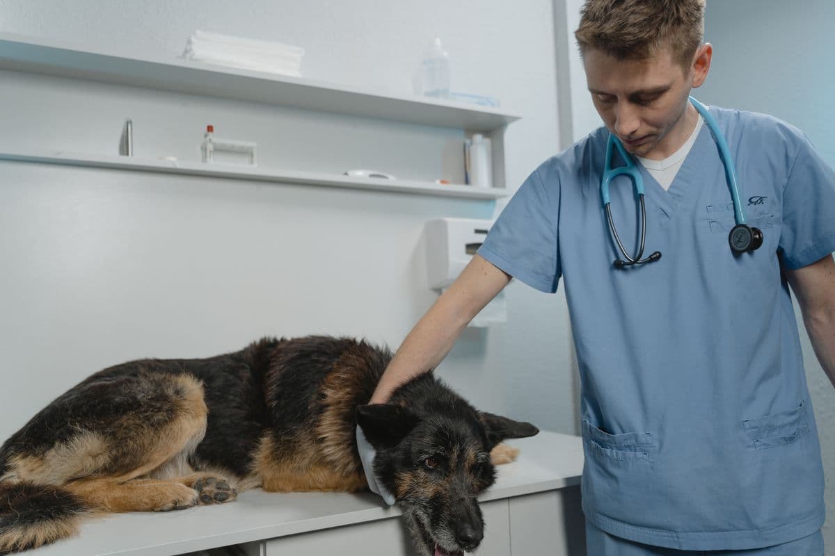 Tierarzt untersucht einen Schäferhund auf dem Behandlungstisch