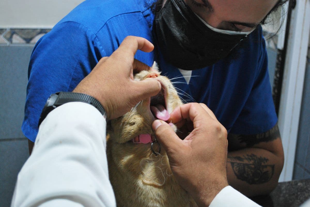 Tierärztin untersucht die Zähne einer Katze bei einem Check-up