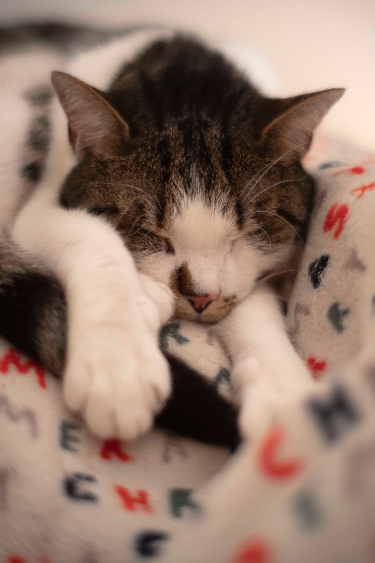 Getigerte Katze schläft entspannt eingerollt auf einer weichen Decke