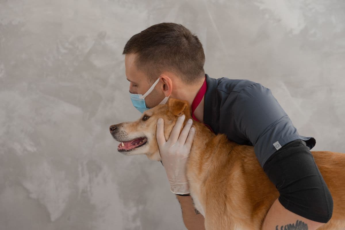 Tierarzt mit Mundschutz hält einen ruhigen Hund im Behandlungsraum