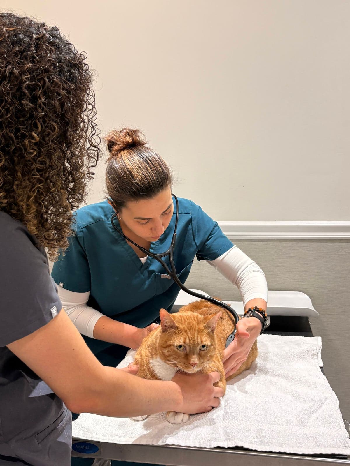 Tierärztin untersucht eine orangefarbene Katze mit dem Stethoskop