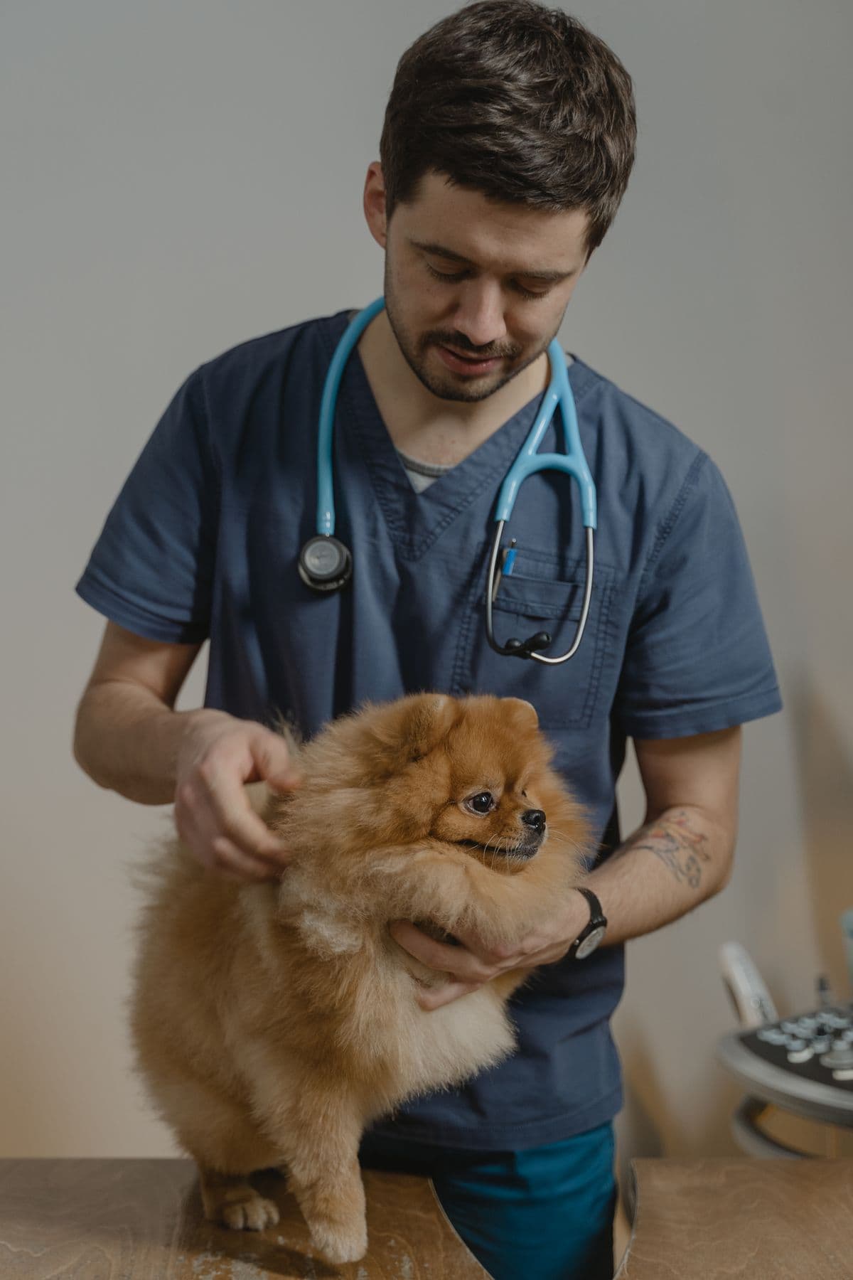 Tierarzt untersucht einen kleinen Hund - kleine Rassen sind von Patellaluxation besonders häufig betroffen