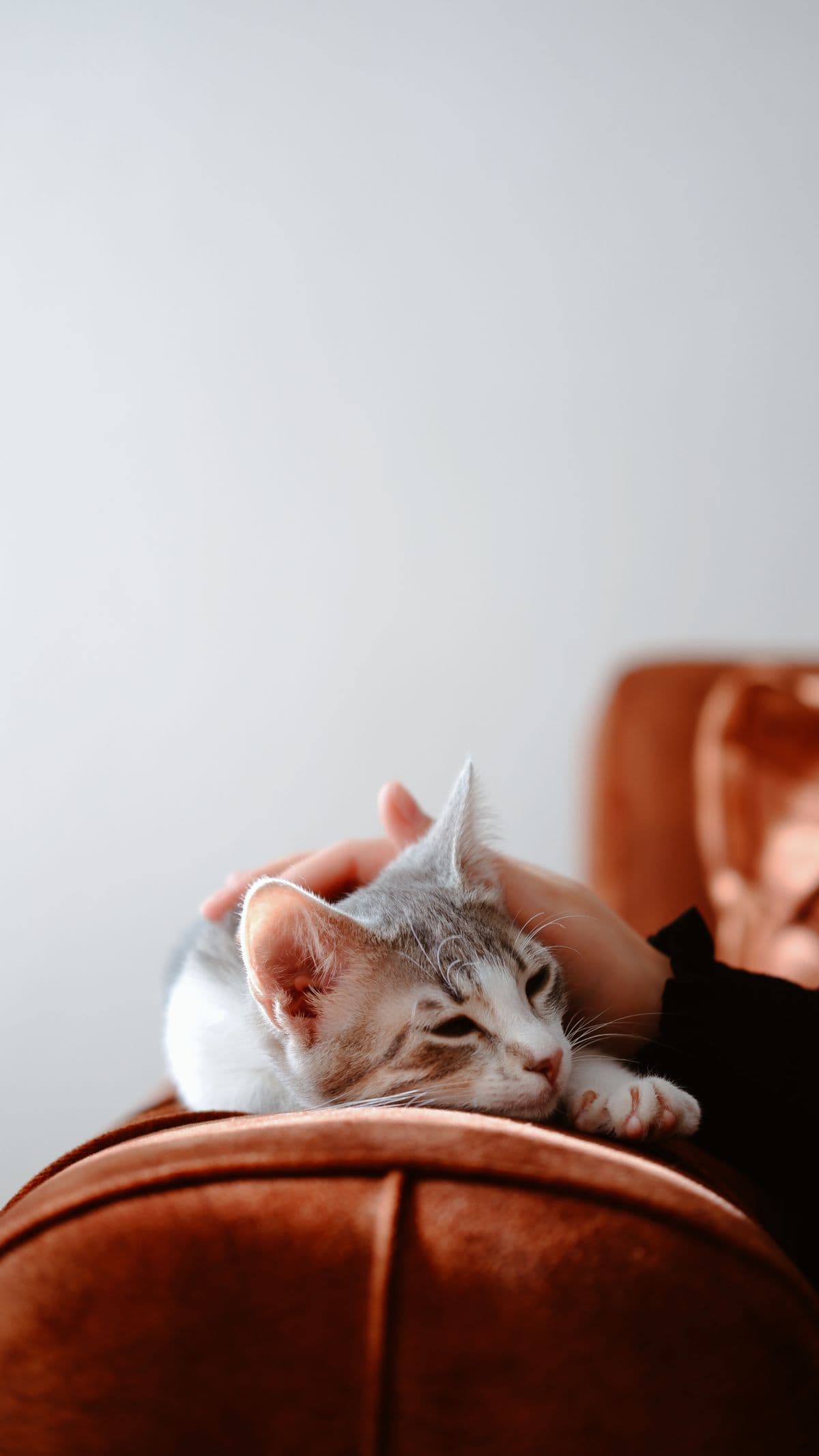Eine Hand streichelt eine Katze, die entspannt auf einem Sofa liegt