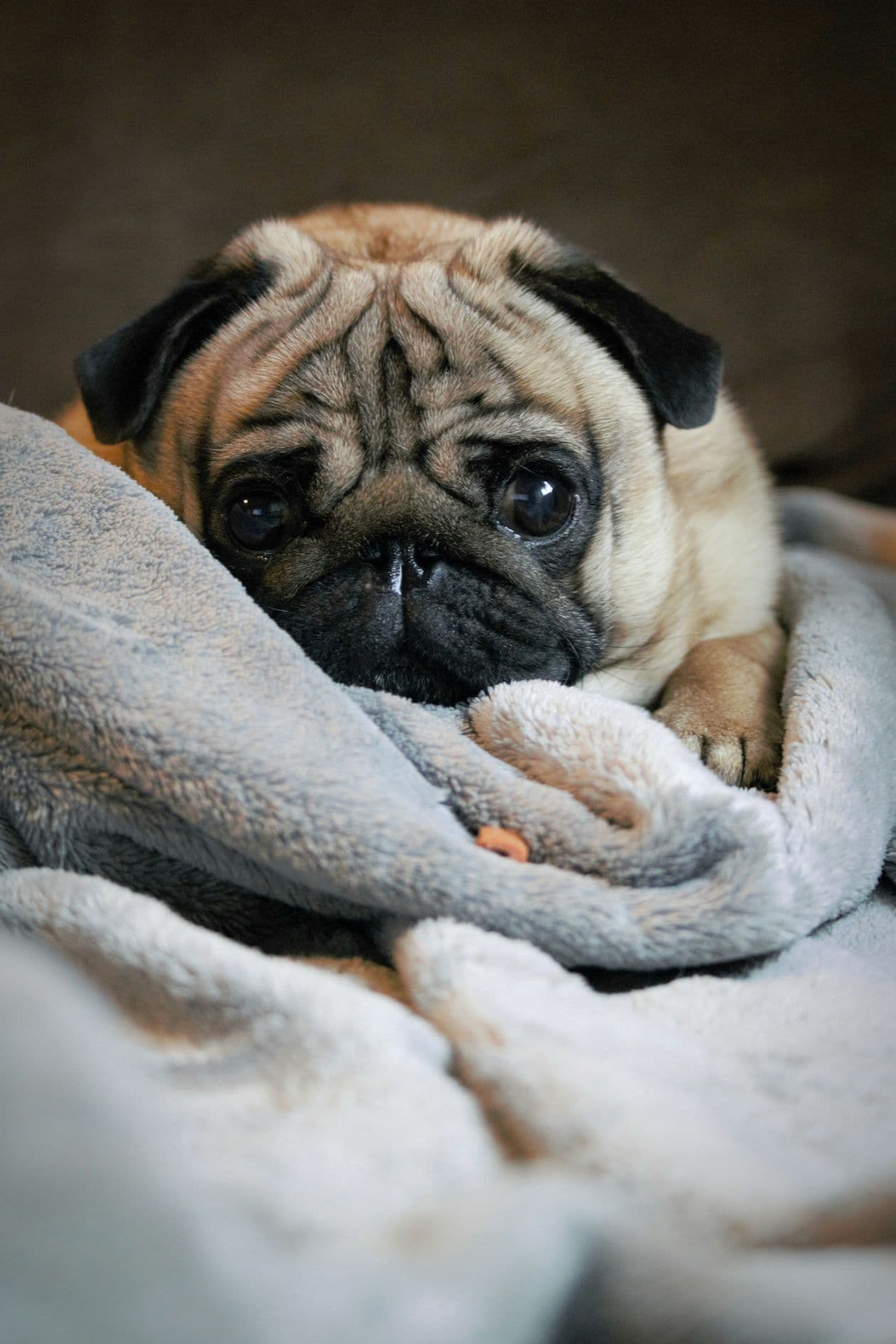 Ein Mops-Welpe liegt entspannt auf einer weichen grauen Decke
