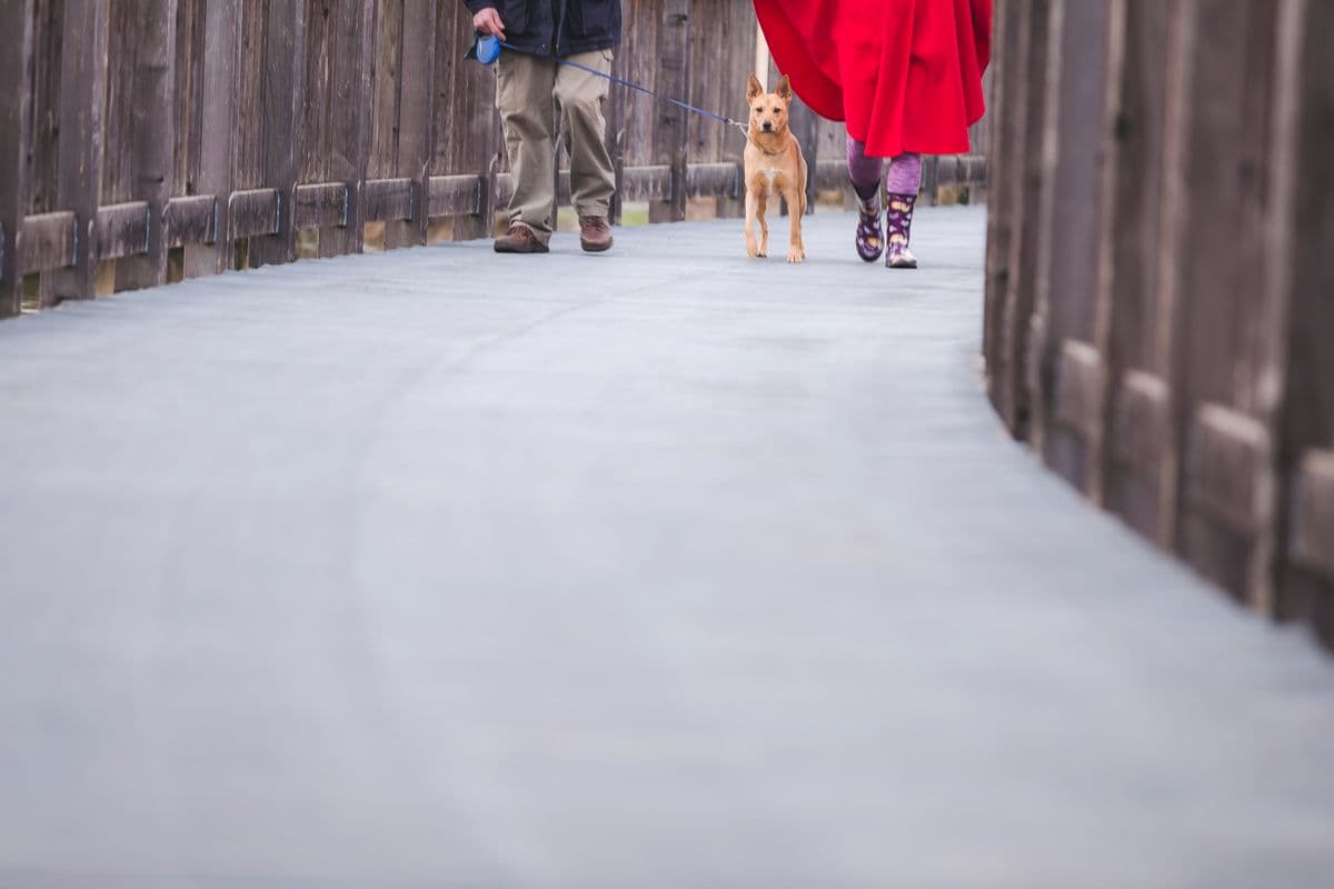 Ein Hund geht an der Leine zwischen zwei Menschen spazieren