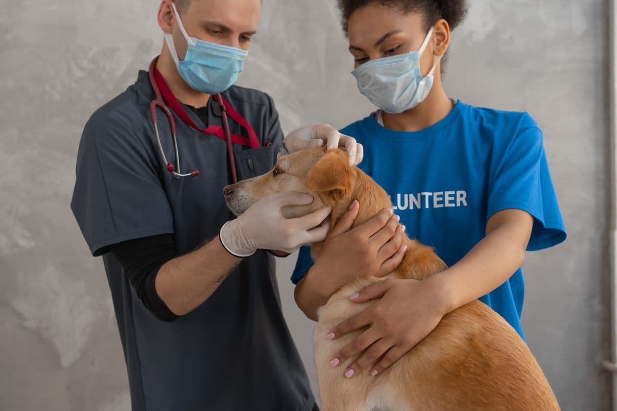 Ein Tierarzt untersucht einen braunen kurzhaarigen Hund