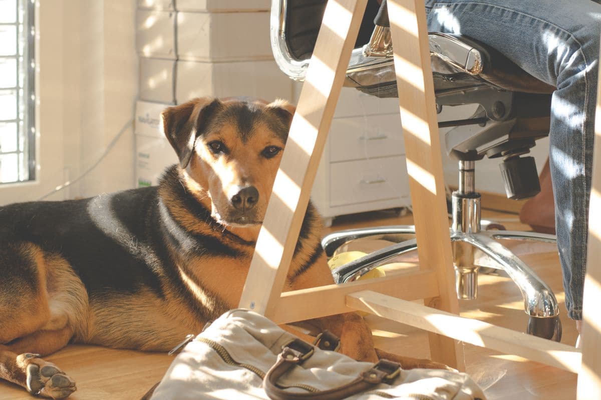 Ein Hund liegt entspannt zuhause auf dem Boden