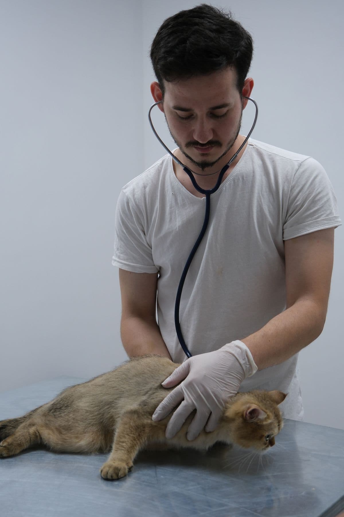 Tierärztin untersucht eine Katze mit dem Stethoskop in der Praxis