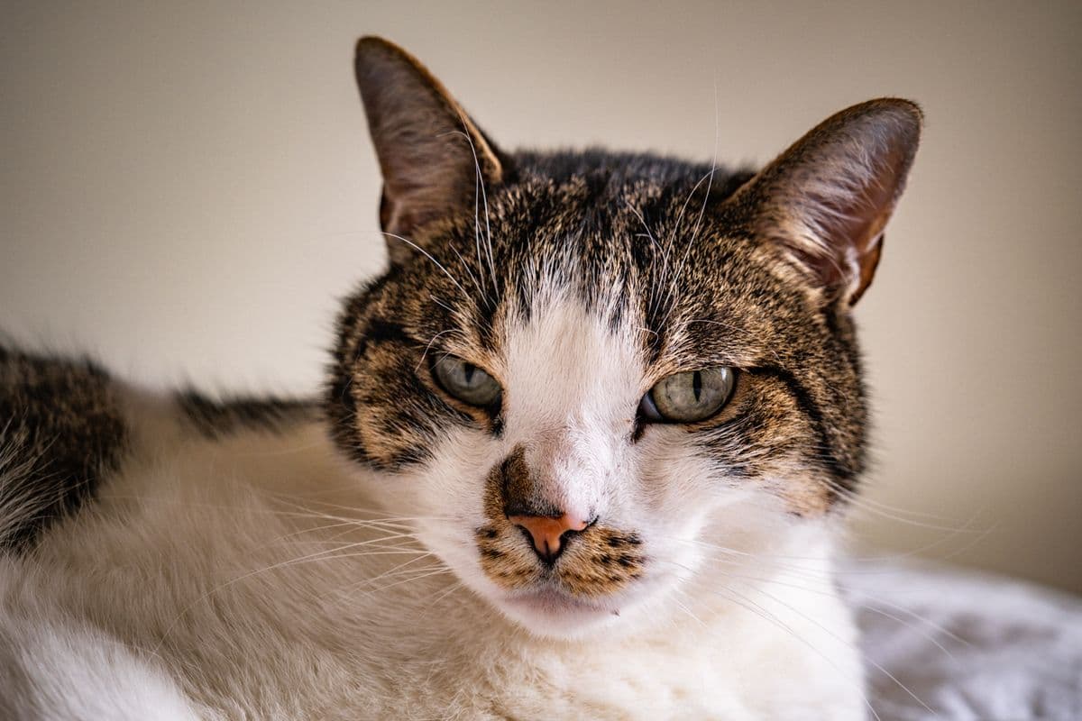 Eine getigerte Katze liegt entspannt und ruhig im Raum