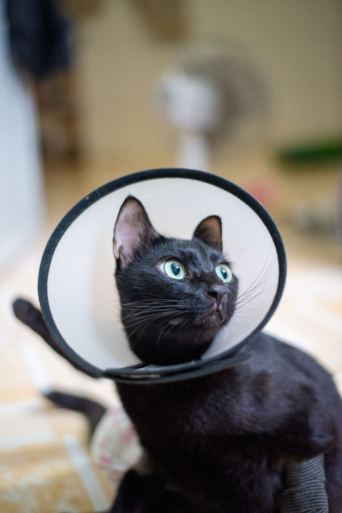 Eine schwarze Katze mit Schutzkragen liegt entspannt im Zimmer