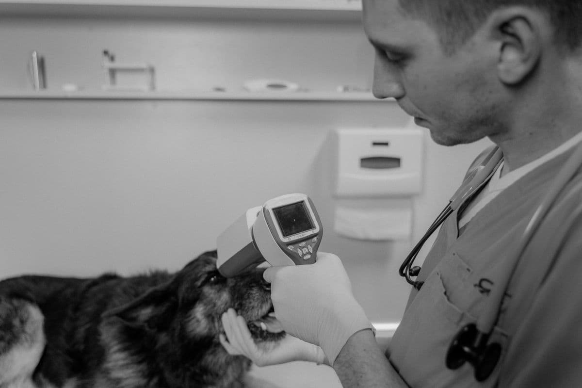 Tierarzt untersucht mit einem Diagnosegerät die Augen eines Schäferhundes