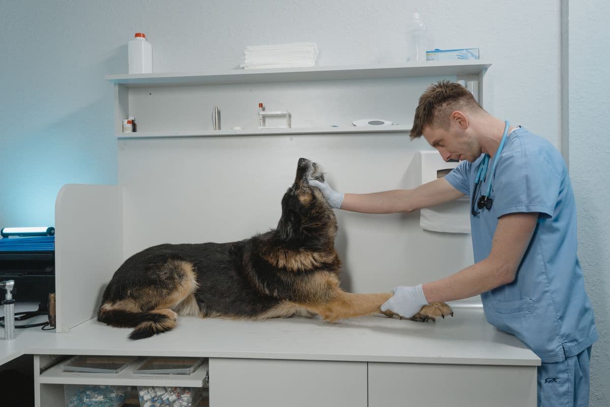 Tierarzt untersucht das Maul eines Schäferhundes auf dem Behandlungstisch